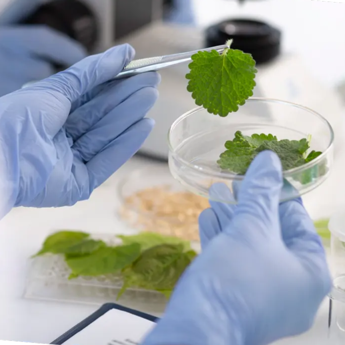 Herb Testing Process